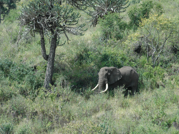 An elephant in the primary forests in the Yaeda Valley in Tanzania. 